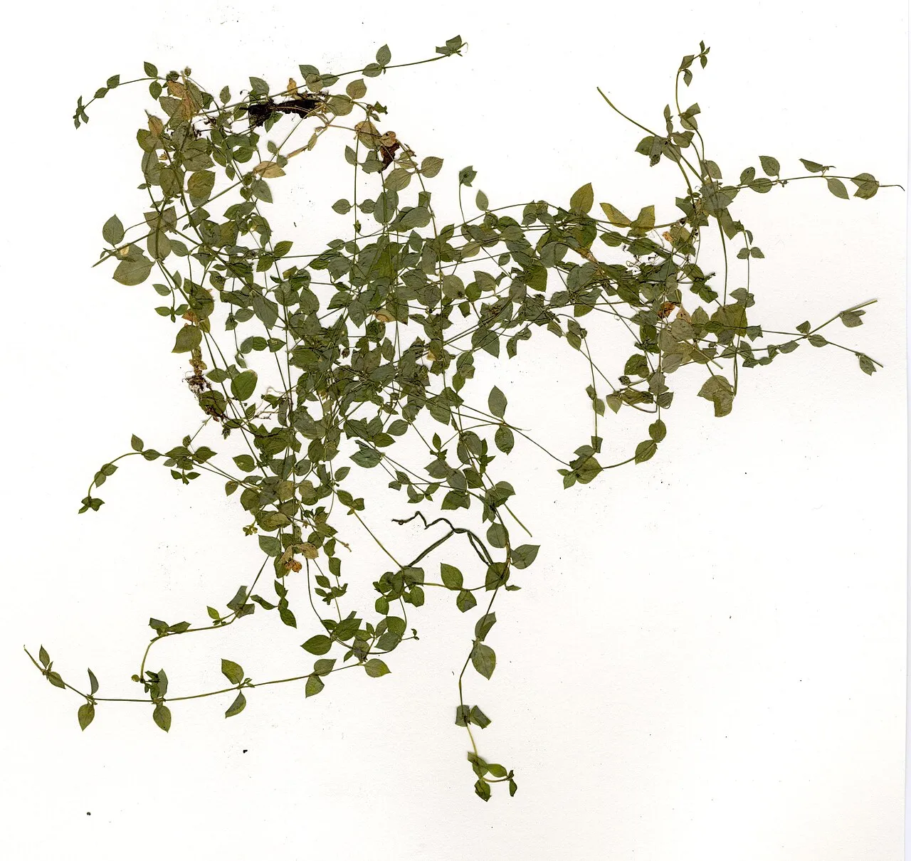 Rocky Mountain Chickweed — photo by Stellariaobtusa.jpg : DeanWmTaylor derivative work: Stickpen ( talk )
