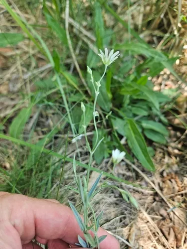 Meadow Starwort — photo by Aliaksandr Mialik