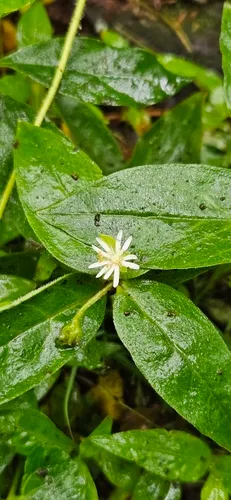 Star Chickweed — photo by Richard