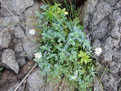 Circumpolar Starwort