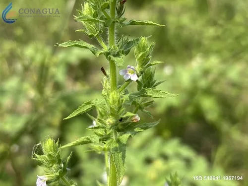 Whitewoolly Twintip