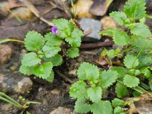 Whorled Twintip