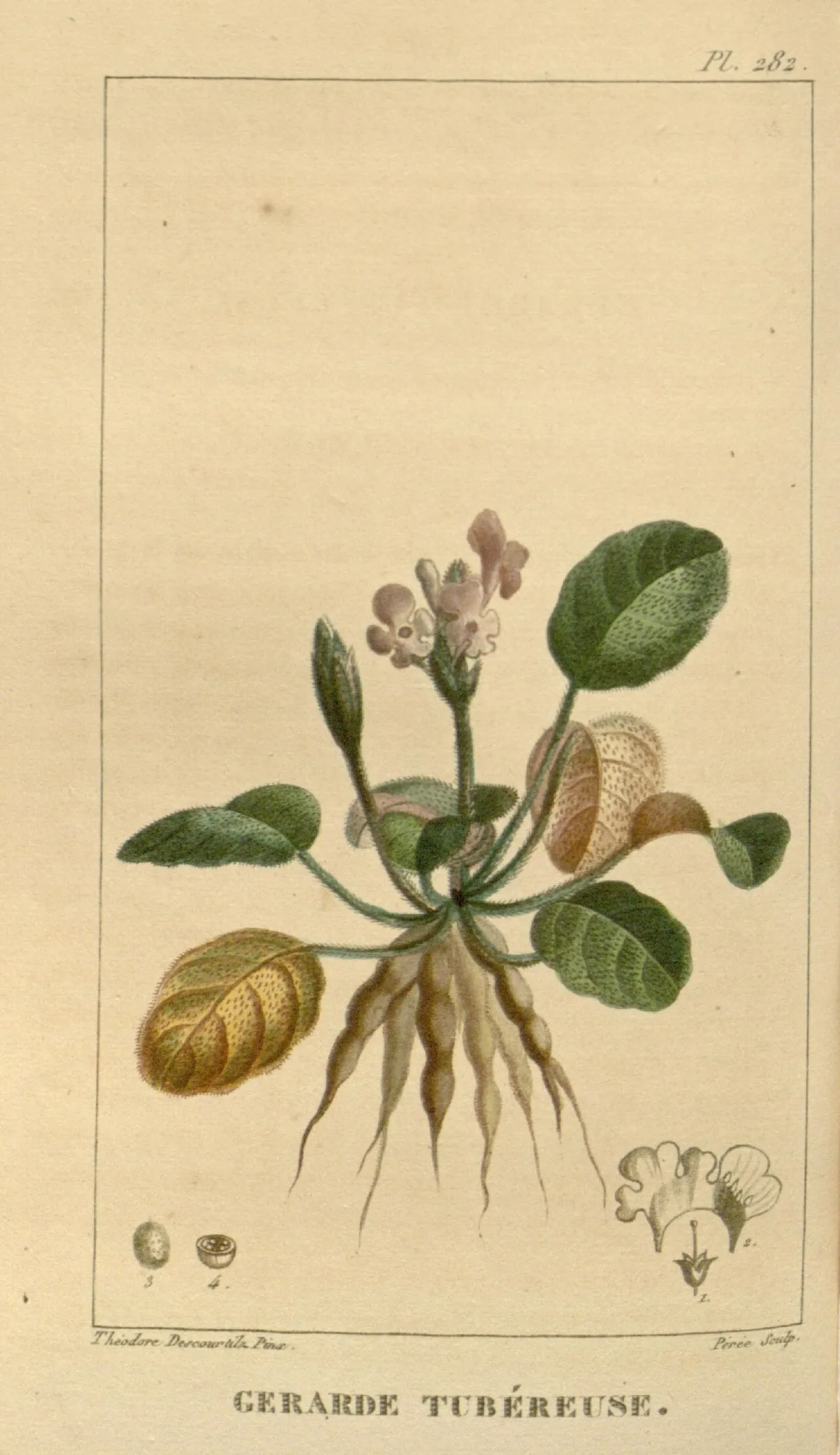 Mata Espiritista
