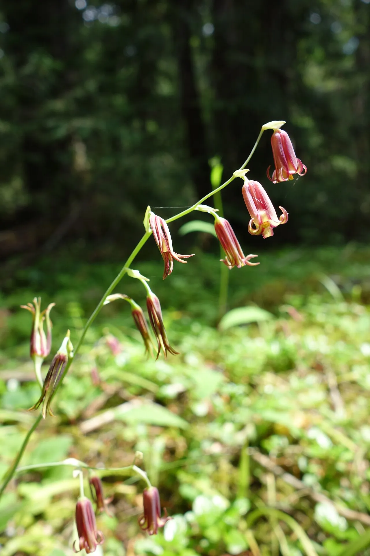 Western Featherbells — photo by Mount Rainier National Park from Ashford, WA, United States