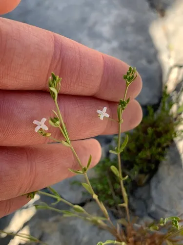 Smallflower Starviolet
