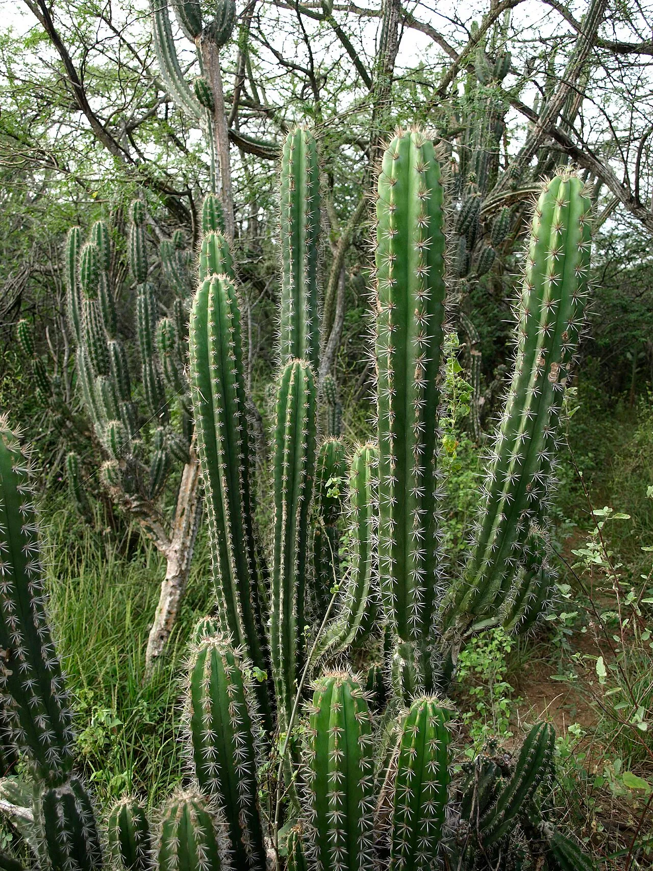 Spanish Stenocereus