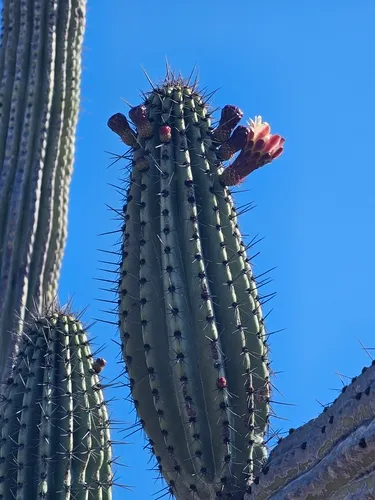 Organpipe Cactus — photo by Erick Vélez Sánchez