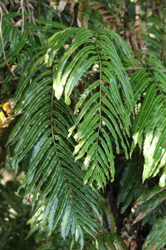 Giant Vine Fern — photo by Sharon Louw