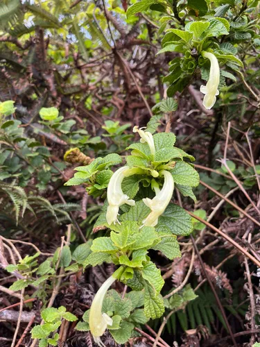 Forest Stenogyne