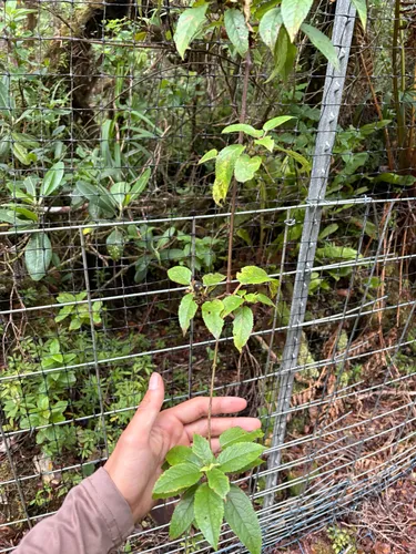 Purplefruit Stenogyne — photo by gmoriondo