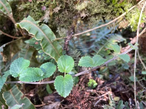 Pua'ainaka — photo by Susan Fawcett