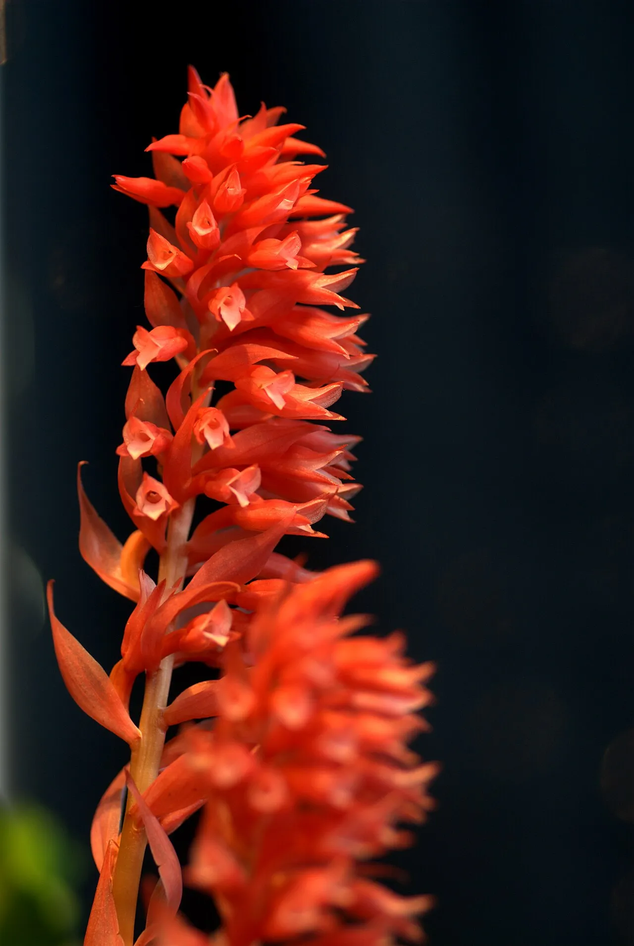Latin American Lady Orchid