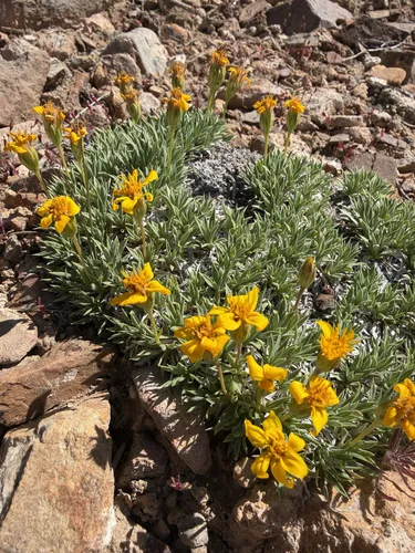 Stemless Mock Goldenweed