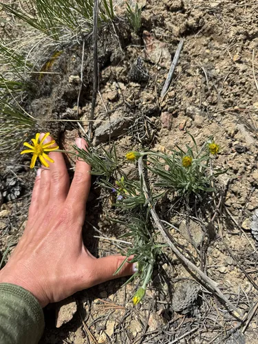 Woolly Mock Goldenweed
