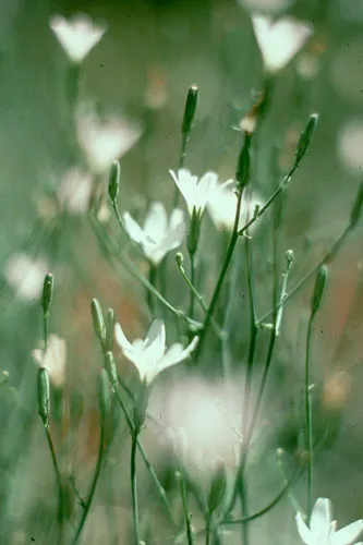Malheur Wirelettuce