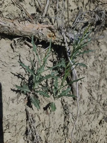 Desert Wirelettuce