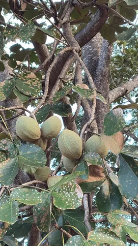 Panama Tree