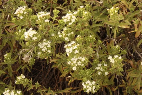 Lemmon's Candyleaf