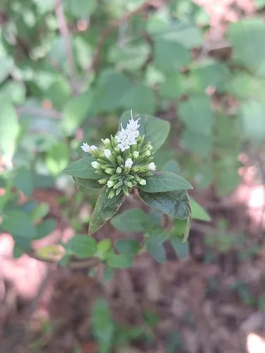 Roundleaf Candyleaf