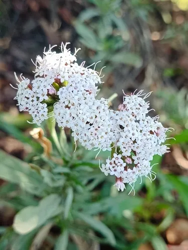 Willowleaf Candyleaf