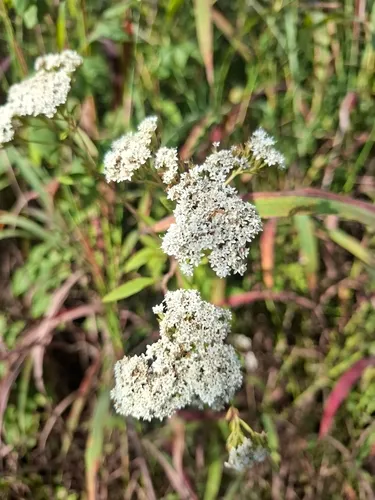 Sawtooth Candyleaf