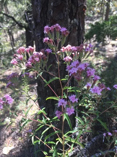 Viscid Candyleaf