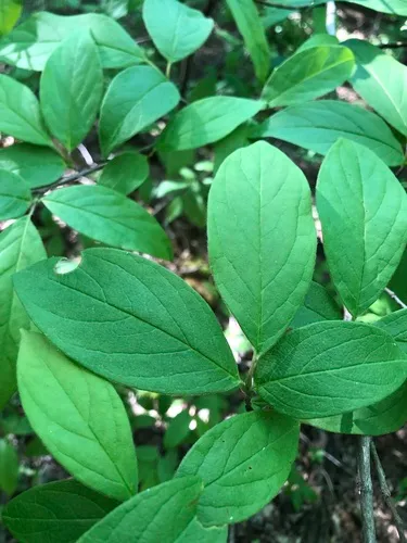 Mountain Camellia