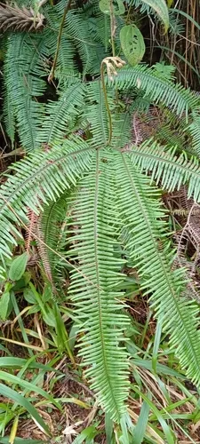 Mexican Umbrella Fern — photo by Gustavo Henrique Vieira