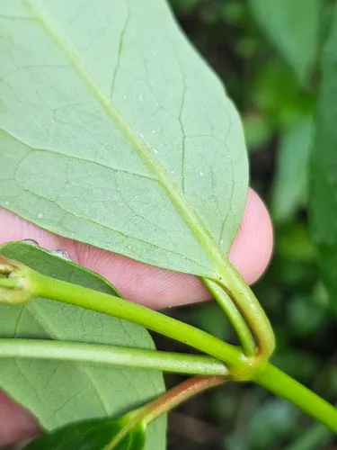 Egg-leaf Amazonvine