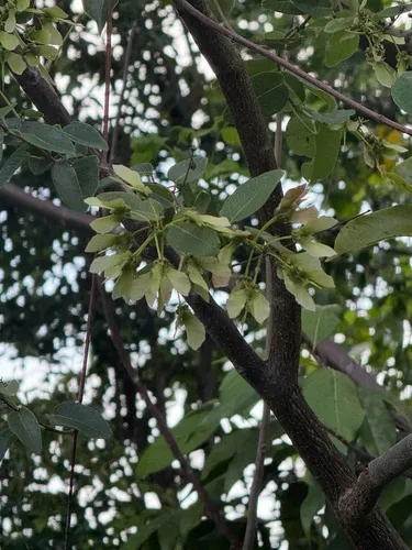Monarch Amazonvine