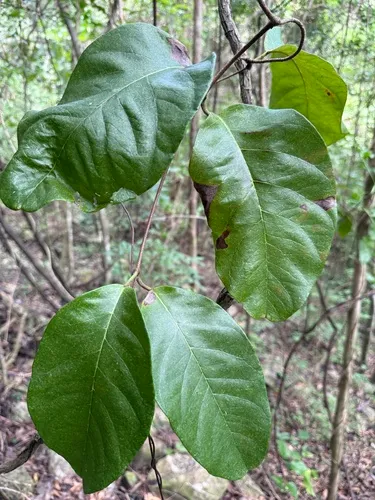 Woolly Amazonvine