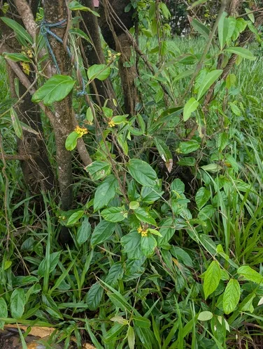 South American Amazonvine