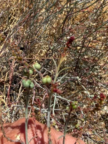 Queen's-root