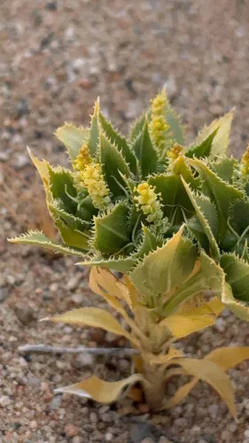 Annual Toothleaf