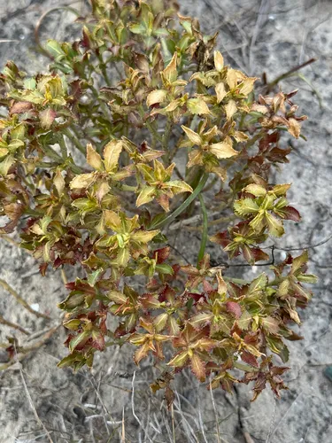 Trecul's Toothleaf