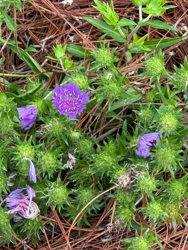 Stokes' Aster — photo by kajnkween