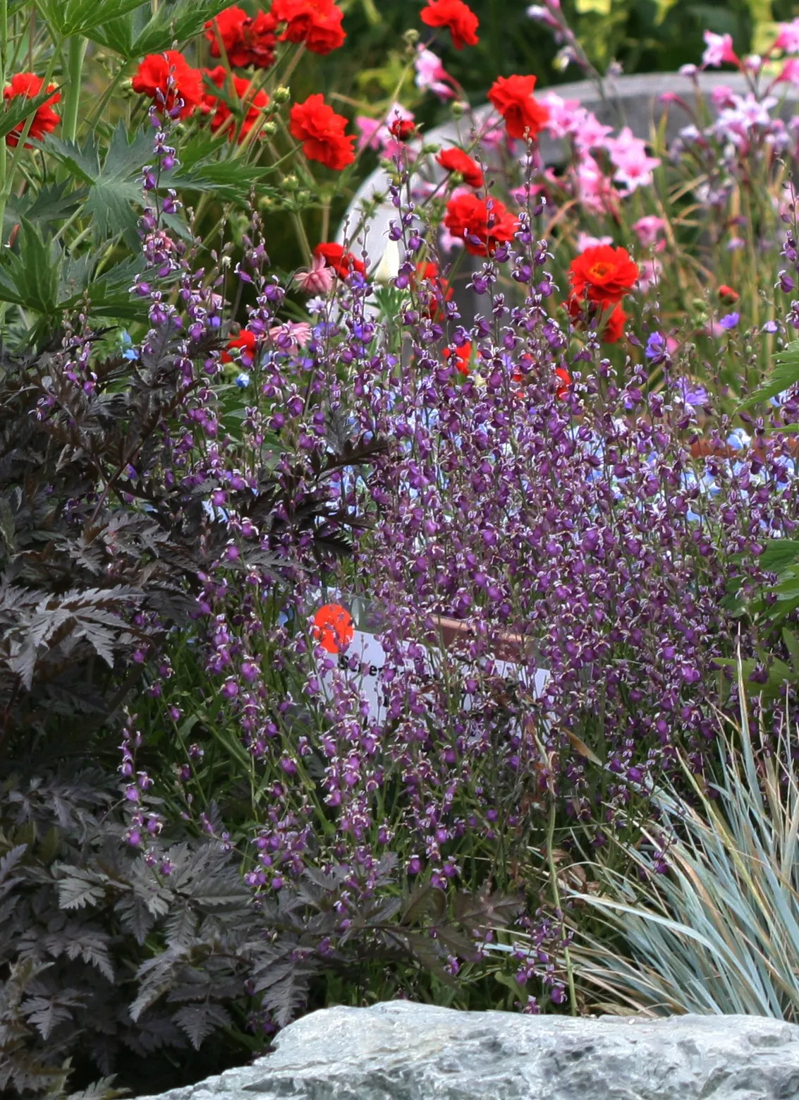 Metcalf Canyon Jewelflower — photo by Geum-anthriscus-streptanthus-garden.jpg : anniesannuals derivative work: Stic…