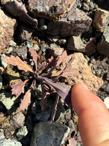 Socrates Mine Jewelflower — photo by Steve