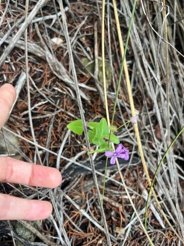 Bracted Jewelflower