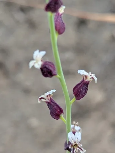 Brewer's Jewelflower