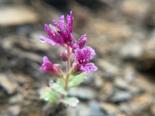 Mt. Hamilton Jewelflower — photo by Alex Heyman