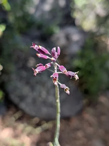 Southern Jewelflower — photo by Matt Bristol