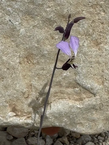 Cutler's Jewelflower — photo by Robert Dowler