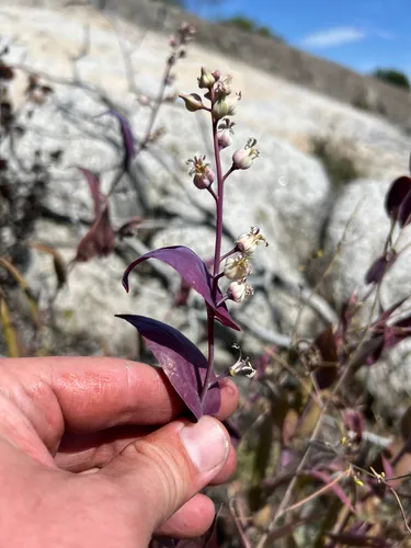 Farnsworth's Jewelflower — photo by Steve Hromada