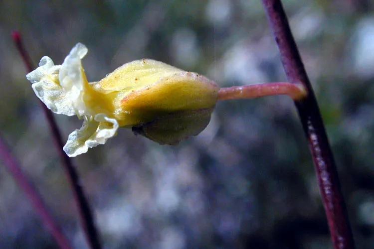 Secund Jewelflower (subsp. secundus) — photo by Bart and Susan Eisenberg