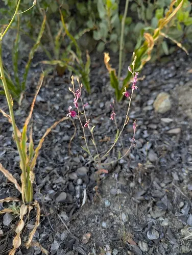 Bristly Jewelflower