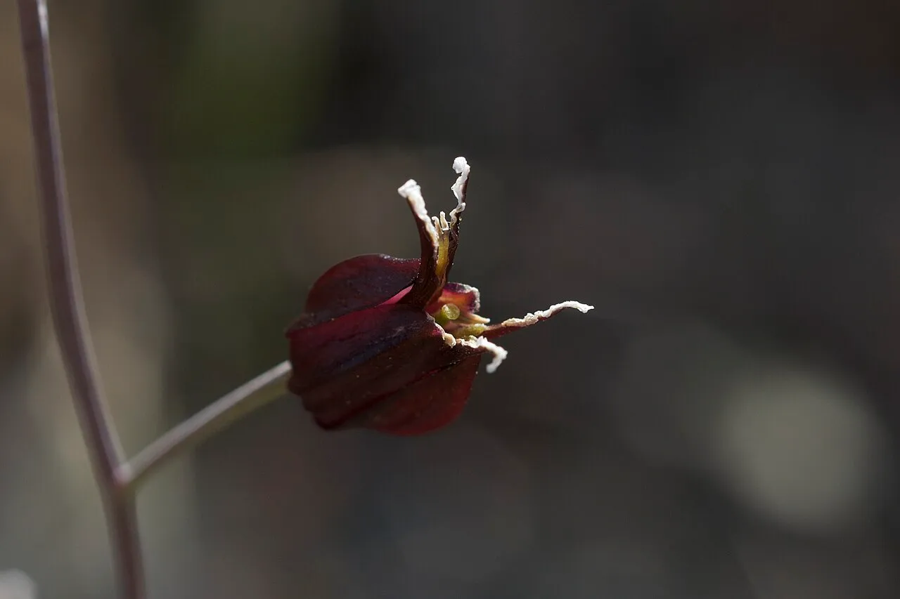 Tiburon Jewelflower — photo by Eric in SF