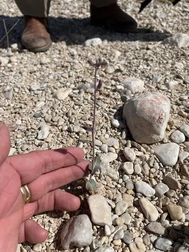 Broadpod Jewelflower