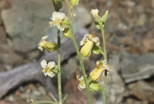 Early Jewelflower — photo by James Bailey