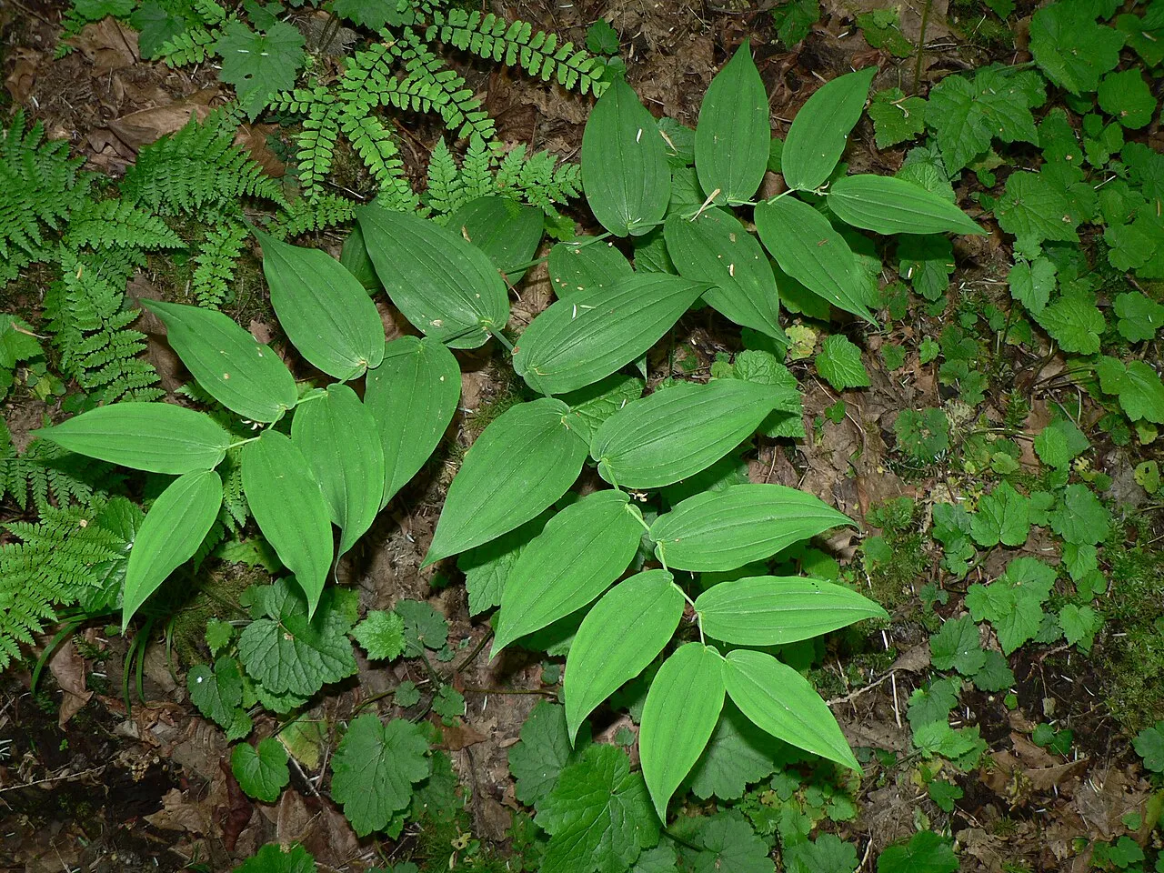 Claspleaf Twistedstalk — photo by Walter Siegmund
